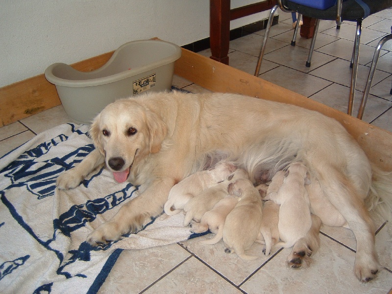 Des amis de brian - Golden Retriever - Portée née le 30/07/2008